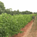 Viticulteurs français confrontés à des vendanges de plus en plus précoces en raison de la chaleur.