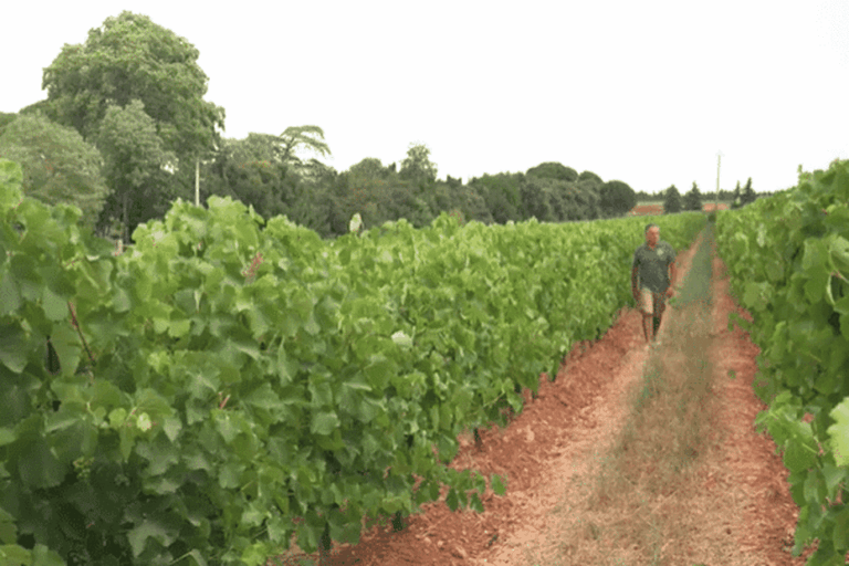 Viticulteurs français confrontés à des vendanges de plus en plus précoces en raison de la chaleur.