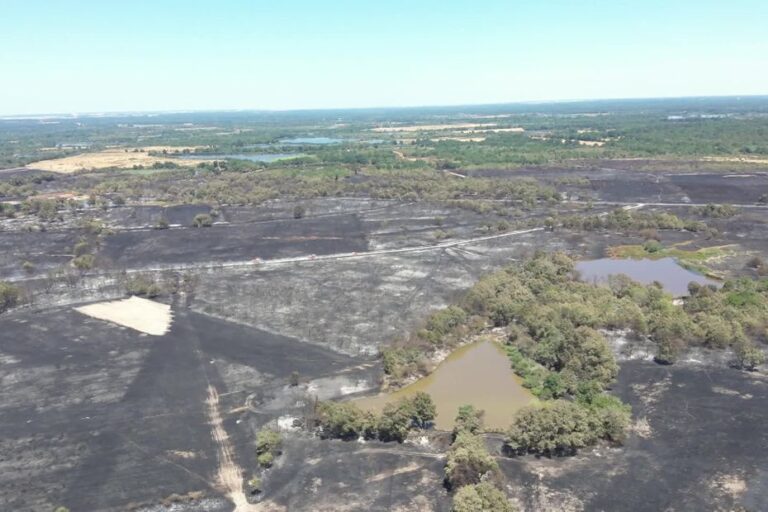 Sécheresse et incendies record menacent la biodiversité des forêts en déclin.