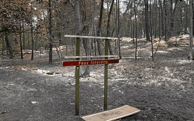 Feux de forêt en Fontainebleau : quatre personnes en garde à vue, la situation stabilisée.