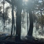 La Fondation du patrimoine lance une collecte pour financer des mesures de prévention contre les feux de forêts.