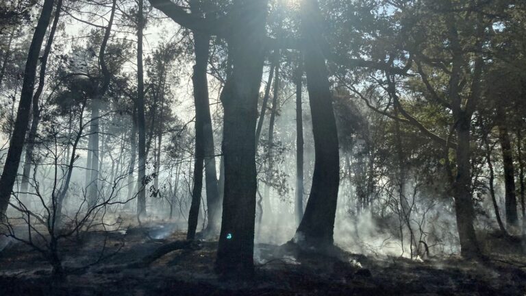 La Fondation du patrimoine lance une collecte pour financer des mesures de prévention contre les feux de forêts.