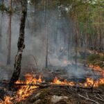 Feux de forêt à Fontainebleau : un pompier volontaire mis en examen et en détention provisoire