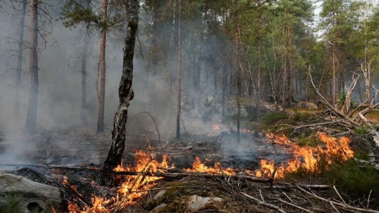 Feux de forêt à Fontainebleau : un pompier volontaire mis en examen et en détention provisoire