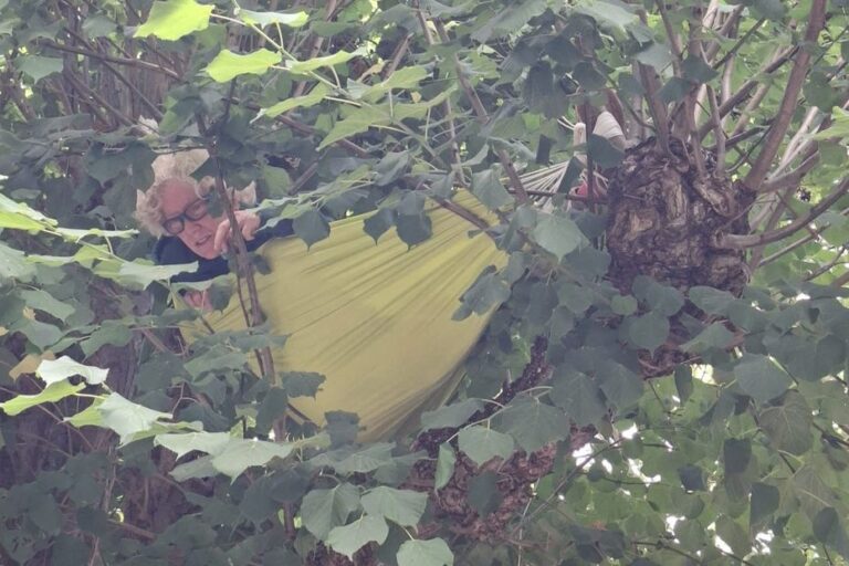 Des militants occupent des tilleuls près de Chartres pour empêcher leur abattage.
