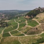 Sécheresse et canicules : la vigne du Jura face aux défis du réchauffement climatique