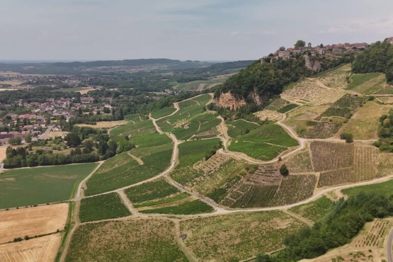 Sécheresse et canicules : la vigne du Jura face aux défis du réchauffement climatique