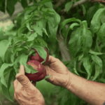 Sécheresse en France : des fruits et légumes réduits en taille et invendables