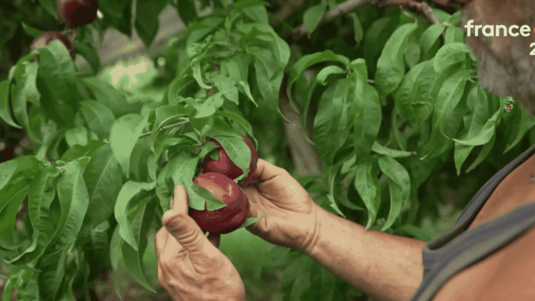 Sécheresse en France : des fruits et légumes réduits en taille et invendables