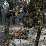 Deux suspects, dont un pompier volontaire, incarcérés pour les incendies à Fontainebleau.