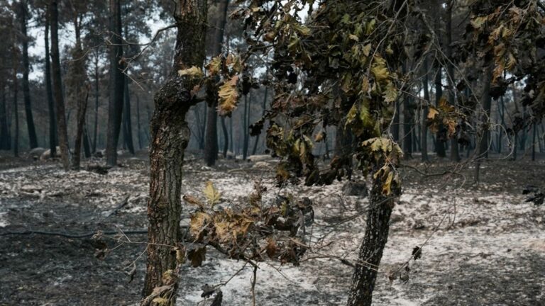 Deux suspects, dont un pompier volontaire, incarcérés pour les incendies à Fontainebleau.