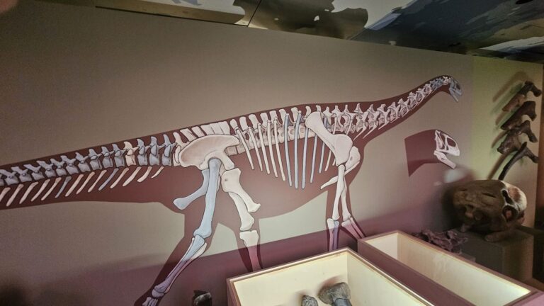 Les secrets des Ornithomimosaures et Turiasaurus révélés au Muséum national d’Histoire naturelle.