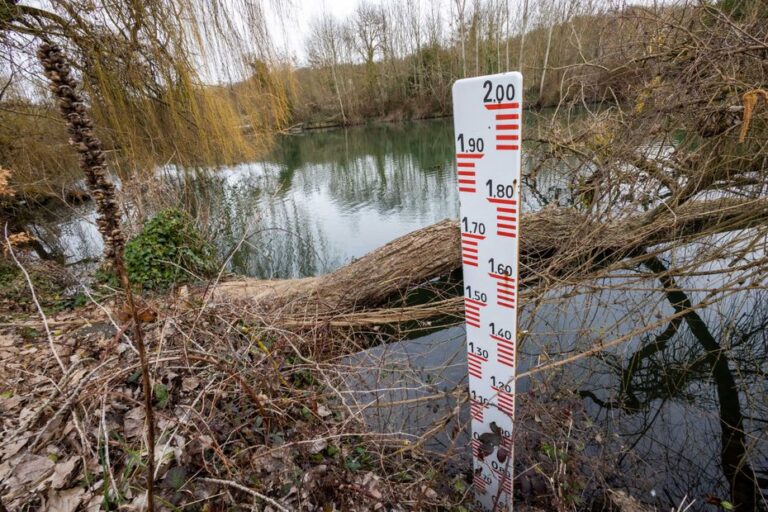 Sécheresse et canicule : les cours d’eau en France menacés par la prolifération des écrevisses.
