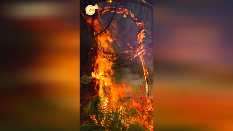 Incendies de Fontainebleau : deux jeunes de 18 ans identifiés comme suspects
