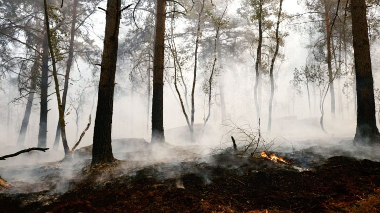 Incendies à Fontainebleau : Emmanuel Macron appelle à la mobilisation des dons