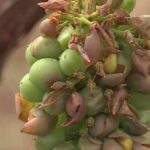 Grêle dévastatrice dans les vignobles du Beaujolais et d’Alsace, pertes significatives pour les viticulteurs