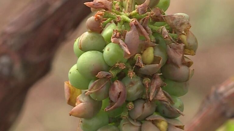 Grêle dévastatrice dans les vignobles du Beaujolais et d’Alsace, pertes significatives pour les viticulteurs