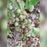 Grêle à Dijon : des vignerons signalent des dizaines d&rsquo;hectares endommagés.