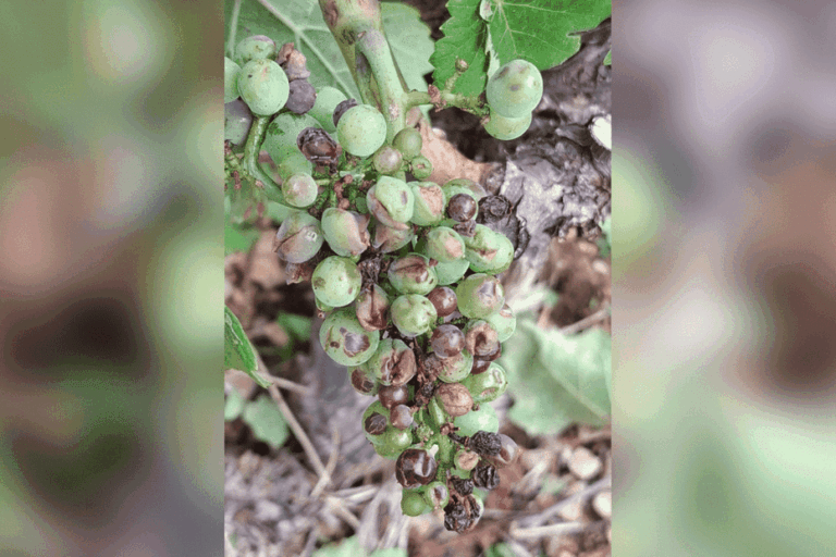 Grêle à Dijon : des vignerons signalent des dizaines d’hectares endommagés.