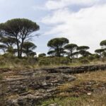 Risque incendie très élevé dans le Var, accès aux massifs forestiers interdit.