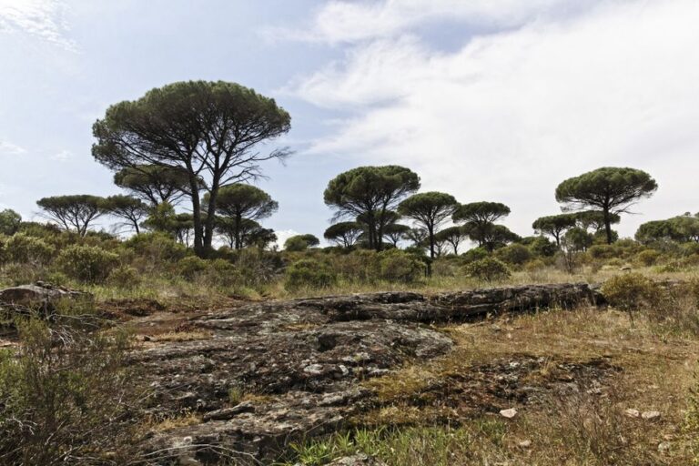 Risque incendie très élevé dans le Var, accès aux massifs forestiers interdit.