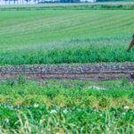 Agriculteurs bio et défenseurs de l&rsquo;environnement s&rsquo;opposent à la loi urgence agricole