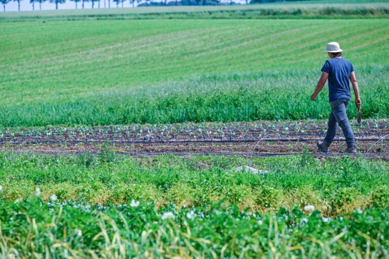 Agriculteurs bio et défenseurs de l’environnement s’opposent à la loi urgence agricole