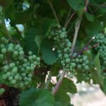 Canicule en Lorraine : effets variés sur les vignobles, entre floraison et maladies.