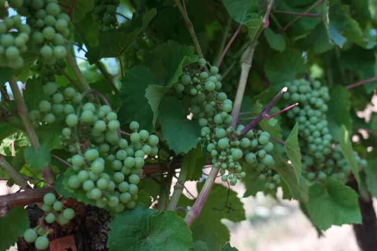 Canicule en Lorraine : effets variés sur les vignobles, entre floraison et maladies.