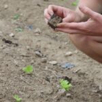 Canicule : Légumes de France alerte sur les pertes agricoles généralisées en France