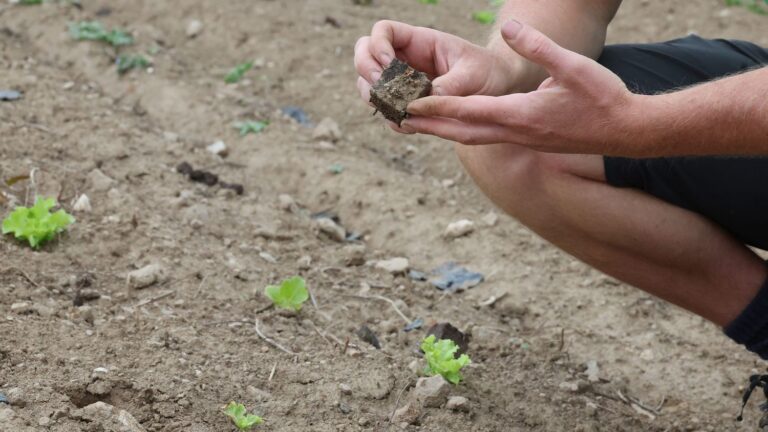 Canicule : Légumes de France alerte sur les pertes agricoles généralisées en France