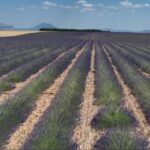 La lavande en Provence : enjeux économiques et environnementaux pour les producteurs locaux