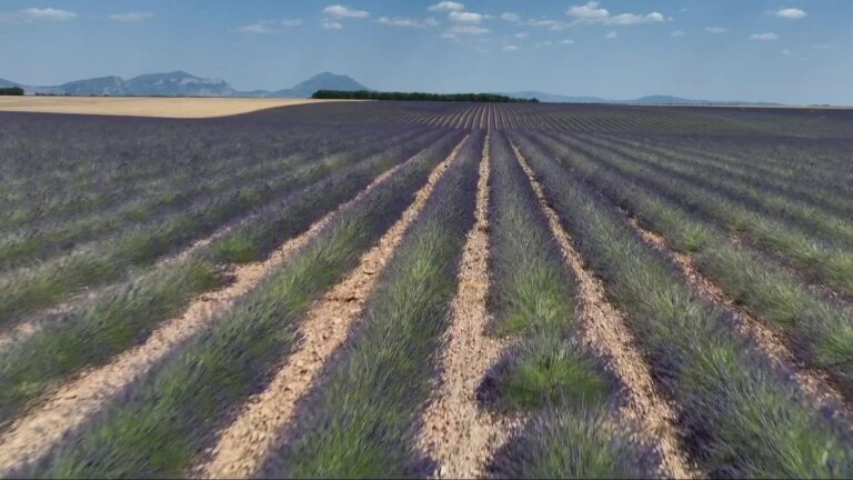 La lavande en Provence : enjeux économiques et environnementaux pour les producteurs locaux
