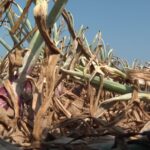 Restrictions d’eau : des agriculteurs enfreignent les règles pour sauver leurs cultures.