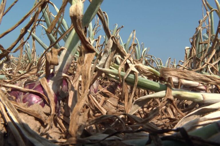 Restrictions d’eau : des agriculteurs enfreignent les règles pour sauver leurs cultures.