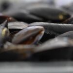 Les moules de Pénestin séduisent les consommateurs par leur fraîcheur en ce début de saison.