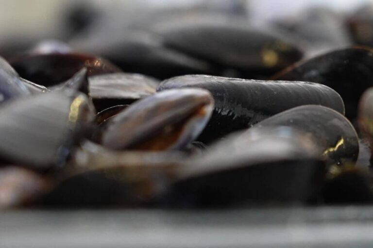 Les moules de Pénestin séduisent les consommateurs par leur fraîcheur en ce début de saison.