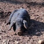 Incendies : Les associations adaptent les animaux à l&rsquo;évacuation en situation d&rsquo;urgence.