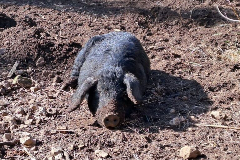 Incendies : Les associations adaptent les animaux à l’évacuation en situation d’urgence.