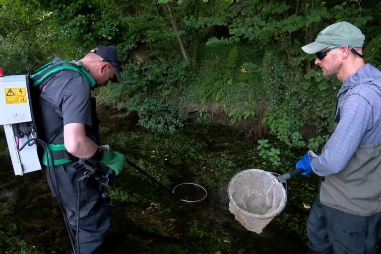 Évacuation de truites et saumons d’une rivière face à la canicule imminente.