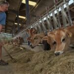 Des éleveurs français vendent 20% de leur troupeau en raison d’un manque de fourrage.