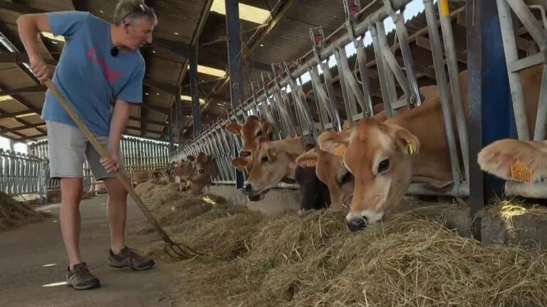 Des éleveurs français vendent 20% de leur troupeau en raison d’un manque de fourrage.
