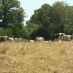 Maltraitance animale dénoncée dans un élevage laitier près de Vitré, vaches amaigries et cadavres signalés