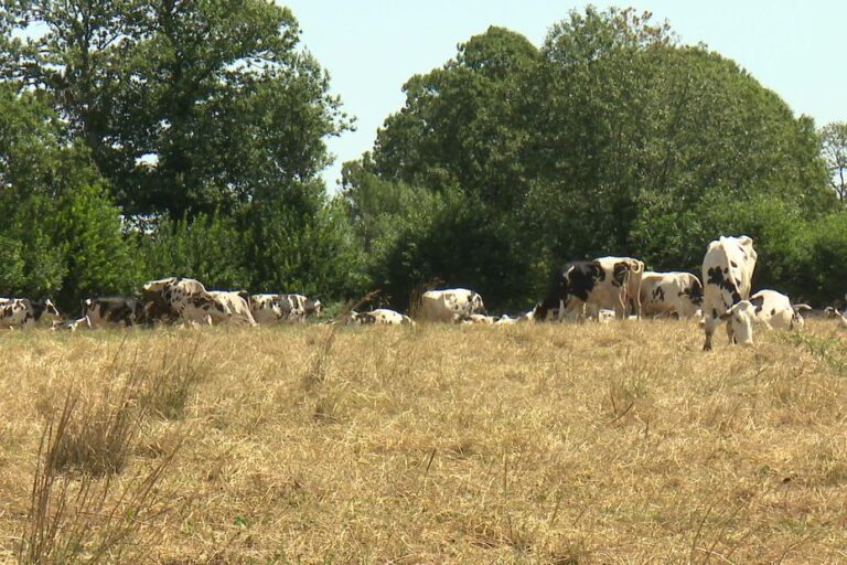 Maltraitance animale dénoncée dans un élevage laitier près de Vitré, vaches amaigries et cadavres signalés