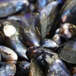 Retour des moules de bouchot dans le Morbihan, plébiscitées par les consommateurs.