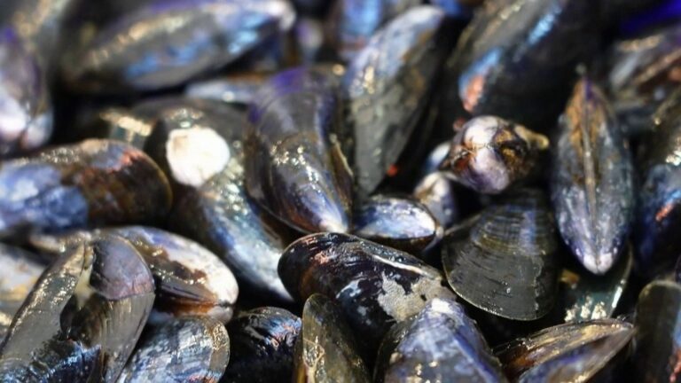 Retour des moules de bouchot dans le Morbihan, plébiscitées par les consommateurs.