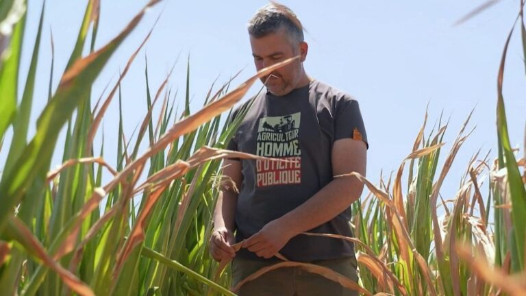 Sécheresse en France : prévisions de hausses de prix en rayon pour les récoltes agricoles.