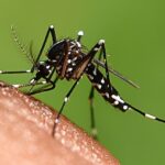 Dengue autochtone détectée dans le Tarn, premier cas de la saison en France métropolitaine.