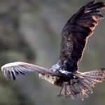 Ligue de protection des oiseaux critique la loi d’urgence agricole pour son recul environnemental