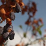 Les producteurs de prunes en France adoptent des cultures tropicales face au réchauffement climatique.